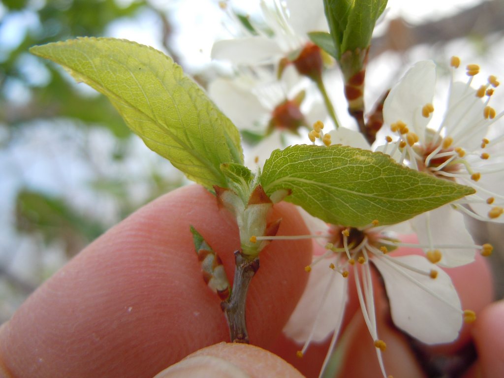 american_plum